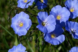 Blue Flax 25 Seeds - Beautiful Blue Color Hardy Garden USA Shipping - £9.14 GBP