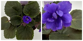 Hunter&#39;s Lightning Strike Live African Violet 4&quot; - £48.56 GBP