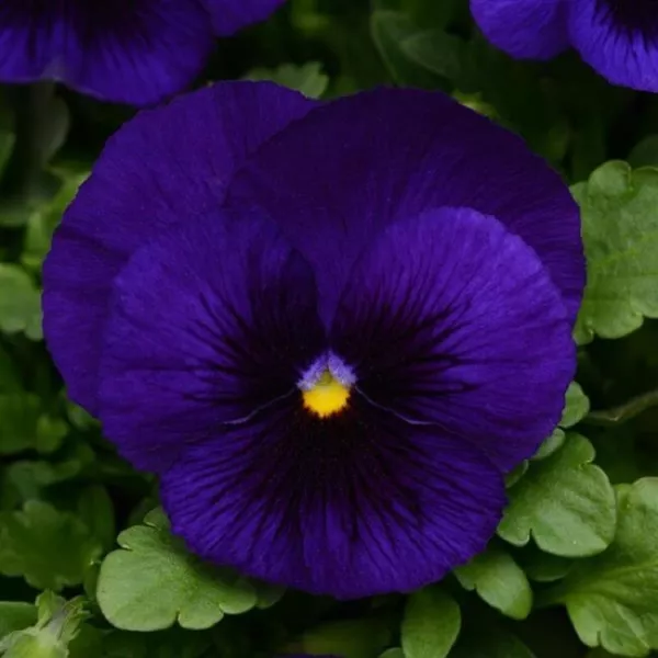 Pansy Seeds Pansy Matrix Deep Blue With Blotch 25 Seeds Extra Large Flowers Fres - £9.19 GBP