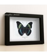 Blue Green Panacea Prola Real Butterfly Framed Entomology Collectible Shadowbox - €48,85 EUR