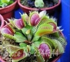 300 Pieces Potted Fly Trap Seed Dionaea Muscipula Giant Clip Venus Mostr... - $161.15 MXN