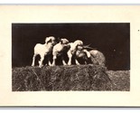 RPPC Four Baby Goats on Bale of Hay UNP Postcard M20 - £7.85 GBP