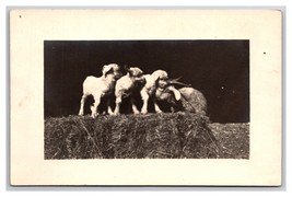 RPPC Four Baby Goats on Bale of Hay UNP Postcard M20 - £7.99 GBP
