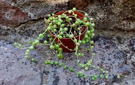 Succulent plant Senecio rowleyanus string of pearls plant - £4.69 GBP