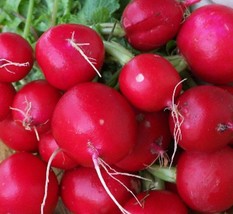 Champion Radish Seeds 200+ Cool Weather Vegetable Garden Non Gmo From US - £6.65 GBP