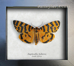 Amphicallia Bellatrix Real Patterned Tiger Moth Entomology Collectible D... - £39.30 GBP
