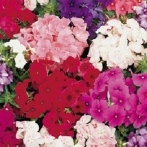 USA SELLER 30 Phlox Petticoat Dwarf Mix Fragrant Shade Loving Perennial Flower S - £14.91 GBP