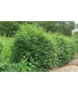 Bambusa “Fernleaf” Bamboo - 1 Gallon Size – Clumping Variety – 4+ Feet T... - £37.33 GBP