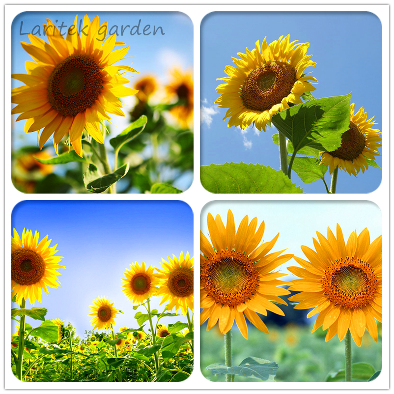 40 Seeds Ornamental Orange Sunflowers 4Ft Tall Plant Big Blooming Flower... - $2.94