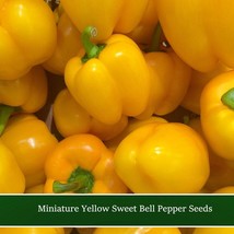 Pepper Seeds Miniature Yellow Bell 20 Vegetable Seeds Usa Company Fast Ship Fres - £12.41 GBP