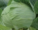 600 Cabbage Seeds Early Round Dutch Heirloom Non Gmo Fresh Fast Shipping - £7.20 GBP