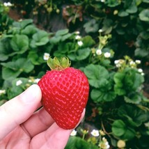 10 Organic Bare Root Monterey Strawberry Plants Super Sweet Non GMO - £20.00 GBP