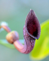 Aristolochia baetica seeds Dutchman&#39;s pipe vine - $6.33+