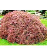 15 Crimson Queen Japanese Maple Seeeds Acer Palmatum Var Dissectum Fresh Seeds - $14.70