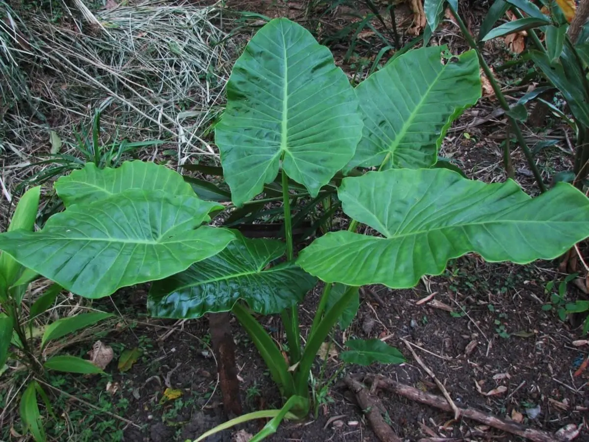 Elephant Ear (Alocasia Brisbanenis) 5 Seeds - £5.38 GBP