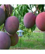 Tommy Atkins Mango Tree Grafted In 3 Gallons Pot No Ship To Hi Fresh Garden - $177.14