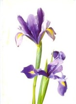 3 Holland American Rotterdam Menus Flower Covers Iris Rose Tulip - $17.82