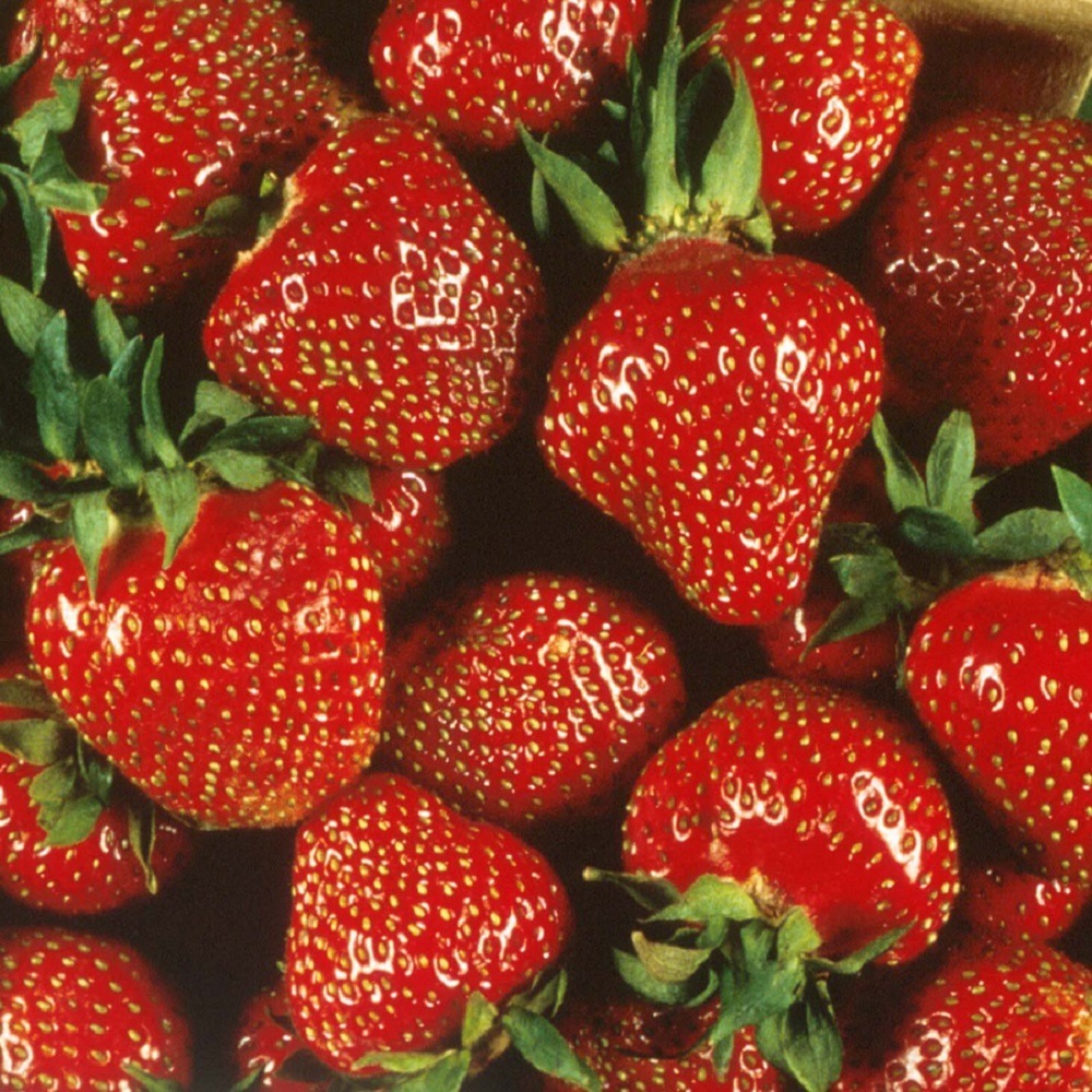 Quinalt Everbearing Strawberry 10 Bare Root Plants - $28.99
