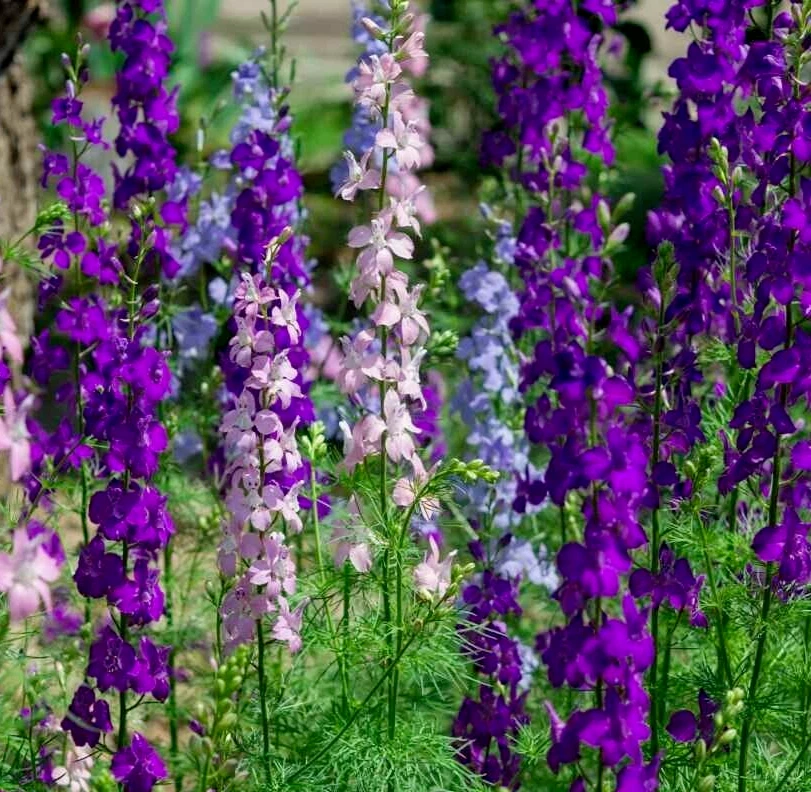 200+ LARKSPUR SEEDS  &quot;ROCKET&quot; MIX purple WHITE annual FLOWER garden - $4.13 CAD