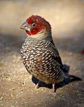 Birds: Red-headed Finch. Bird Art Repro. Prints Giclee - £6.78 GBP+