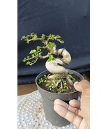 Material Premna Microphylla Bonsai Real Pict - $175.00