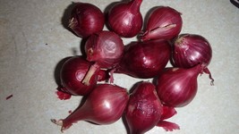 10 Red Pearl Onion bulbs, Heirloom, Rare - $27.90