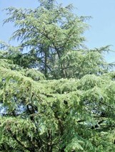 15 Cedar Of Lebanon Seeds Cedrus Libani Fresh USA Fast Shipping - £10.06 GBP