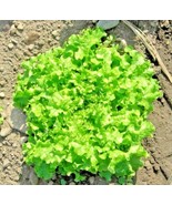 ADW 2400 Green Ice Loose Leaf Lettuce Seeds Fresh Harvest Fast Growing - $17.95 CAD