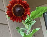 20 Velvet Queen Sunflower Seeds Fast Shipping - $8.99