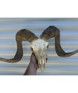 Corsican type Ram Skull and Horns 28” Across Tip To Tip - £305.28 GBP