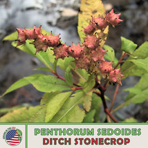 US Seller 200 Ditch Stonecrop Seeds, Penthorum Sedoides, Native Perennial - £7.44 GBP