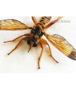 Pogonosoma maroccanum Rare Bee-mimic Robber Fly Real Framed Entomology S... - $162.74 CAD