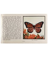 The Viceroy Butterfly 1934 Butterflies Of America Antique Insect Art PCB... - $19.99