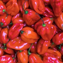 Red Scotch Bonnet Pepper Seeds Hot Fast Shipping - $7.48