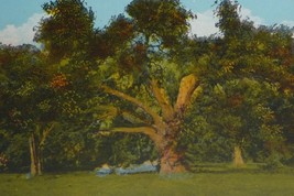 Suicide Oak, City Park, New Orleans, Louisiana Antique Postcard - £6.92 GBP