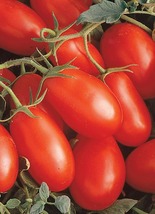 Roma Tomato Plant 4&quot; Pot Excellent Flavor - £22.42 GBP