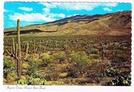 Arizona Postcard Saguaro Cactus Arizona State Flower - £2.36 GBP