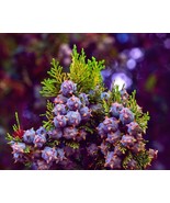 MBK Popular For Planting 35 Variety Seeds Fast Ship - €49,45 EUR