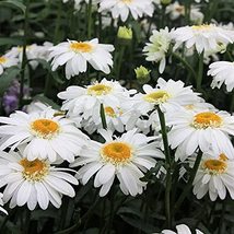 Shasta Daisy 200 Seeds Beautiful Bright White/Yellow Flower - £4.78 GBP