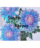 200 Seeds Blue Pink Chrysanthemum Flowers Mums Free Shipping From US  - $10.25