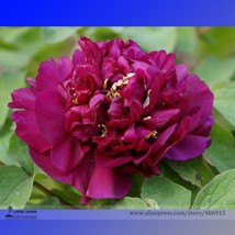 NEW Heirloom &#39;Shou An Hong&#39; Red Chinese Peony Seedling Flower Seeds, Professiona - £4.98 GBP