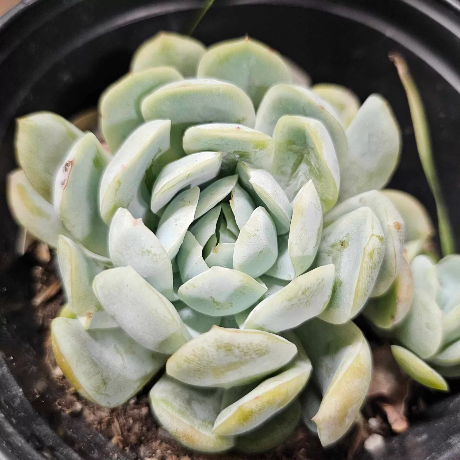 Rooted Echeveria Elegans in a 1 Gallon Pot -Gardening -  USA Seller  - £24.31 GBP