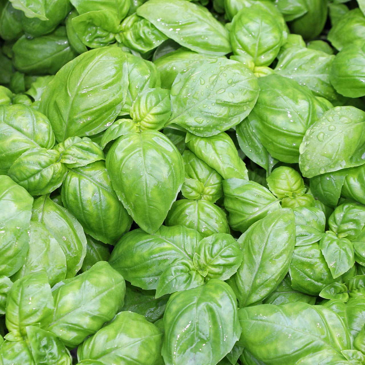 4000 Non-GMO Genovese Basil Seeds – Perfect for Authentic Italian Pesto Item image 2