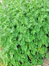 Wormwood Absinthe Seeds Spring Perennial Mosquito Pests Deer Repellent - £9.84 GBP