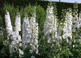 FREE SHIPPING 30 seeds White King Larkspur {Delphinium consolida} Pre-Stratified - £10.16 GBP