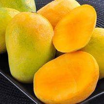 Mango Southern ( Manglifera) live Tropical Fruit Tree 12”-24” - £39.96 GBP
