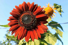 100+ Velvet Queen Tall Sunflower Seeds: Red &amp; Orange Non-GMO Heirloom Flower - £6.26 GBP