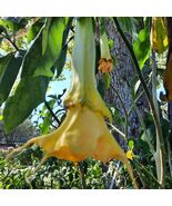 Double Yellow Angel Trumpet Live Plant in Pot - $25.00