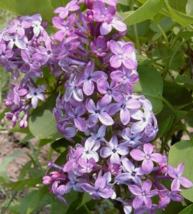 1 Pc Rooted Plant 5” Tall Syringa Prairie Petite Lilac Flower Plants | RK - £28.53 GBP