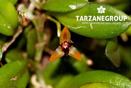 PLEUROTHALLIS FUNEREA MINIATURE ORCHID MOUNTED - $33.00